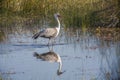 Wading Wattled Crane w/Reflection Royalty Free Stock Photo