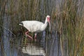 Wading White Ibis Royalty Free Stock Photo