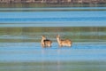 Wading Whitetails