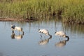 Wading Wood storks Royalty Free Stock Photo
