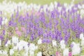 Waew Wichian Flower (Angelonia goyazensis Benth) Royalty Free Stock Photo