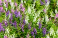 Waew Wichian Flower Angelonia goyazensis Benth Royalty Free Stock Photo