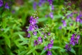 Waew Wichian Flower Angelonia goyazensis Benth Royalty Free Stock Photo