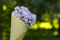 Waffle ice cream cone filled with lilac flowers, concept. Ice cream in a waffle horn. Lilac flowers in a horn Royalty Free Stock Photo