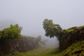 Wafts of mist are laying upon the highland of Madeira. They are coming into a defile and generate a spooky atmospere