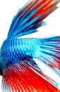 The wagging tail of blue Betta fish