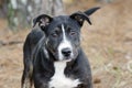 Wagging tail, young black, white and brown mixed breed puppy dog Royalty Free Stock Photo