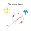 Waggle dance of the honeybee