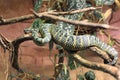 Wagler pit viper