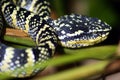 Wagler pit viper snake Royalty Free Stock Photo