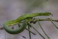 Wagler`s Pit Viper Snake - Tropidolaemus wagleri Royalty Free Stock Photo
