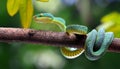 Wagler s pit viper on tree branch Royalty Free Stock Photo