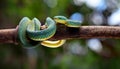 Wagler s pit viper on tree branch Royalty Free Stock Photo