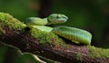 Wagler s pit viper on tree branch Royalty Free Stock Photo