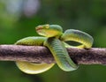 Wagler s pit viper on tree branch Royalty Free Stock Photo
