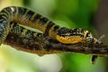 Wagler`s pit viper - Tropidolaemus wagleri Royalty Free Stock Photo