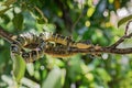 Wagler`s pit viper - Tropidolaemus wagleri
