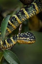 Wagler`s pit viper - Tropidolaemus wagleri