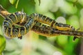 Wagler`s pit viper - Tropidolaemus wagleri Royalty Free Stock Photo