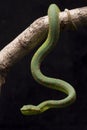 Wagler`s pit viper, Tropidolaemus wagleri on tree branch