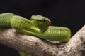 Wagler`s pit viper, Tropidolaemus wagleri on tree branch Royalty Free Stock Photo