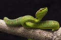 Wagler`s pit viper, Tropidolaemus wagleri on tree branch Royalty Free Stock Photo