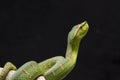 Wagler`s pit viper, Tropidolaemus wagleri on tree branch Royalty Free Stock Photo