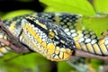 Wagler`s pitviper, Penang, Malaysia Royalty Free Stock Photo