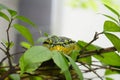 Wagler`s pitviper, Penang, Malaysia