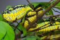 Wagler`s pitviper, Penang, Malaysia