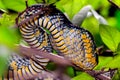 Wagler`s pitviper, Penang, Malaysia