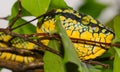 Wagler`s pitviper, Penang, Malaysia