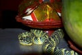 Wagler's pitviper in the Snake temple, Penang, Malaysia
