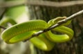 Wagler's Pitviper (Tropidolaemus wagleri) snake in Bako National Park, Borneo