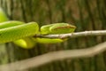 Wagler's Pitviper (Tropidolaemus wagleri) snake in Bako National Park, Borneo Royalty Free Stock Photo