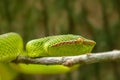 Wagler's Pitviper (Tropidolaemus wagleri) snake in Bako National Park, Borneo Royalty Free Stock Photo