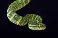 Wagler's tree viper (Tropidolaemus wagleri) female