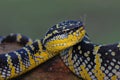 Wagler viper, temple venomous