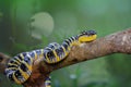 Wagler viper, temple venomous Royalty Free Stock Photo