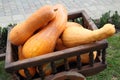 Wagon full of pumpkins Royalty Free Stock Photo