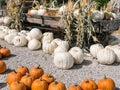 Wagon full of pumpkins and squash Royalty Free Stock Photo