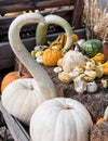 Wagon full of pumpkins, squash and gourds Royalty Free Stock Photo