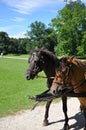 Wagon horses Royalty Free Stock Photo