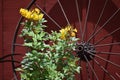 Wagon wheel and yellow flowers in Coppell Texas Royalty Free Stock Photo