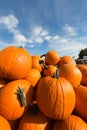 Wagonload of Giant Pumpkins - Michigan USA Royalty Free Stock Photo