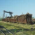 Wagons full of sugar cane