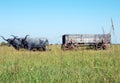 Wagons West Royalty Free Stock Photo