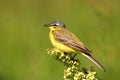 Wagtail