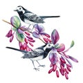 Wagtail on a barberry branch, bird sitting on a branch on isolated white background, watercolor botanical illustration