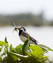 Wagtail with beak filled with damselflies Royalty Free Stock Photo